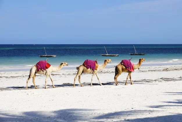 Divine Kutch Tour Package