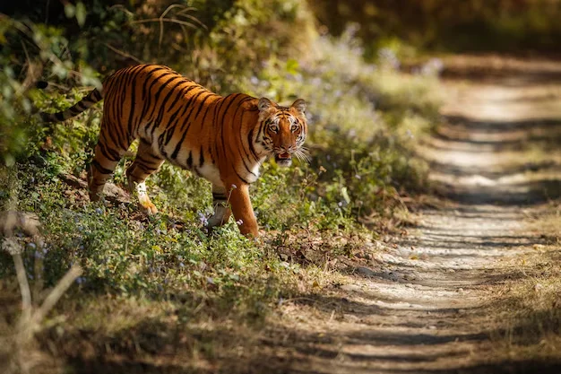 Jim Corbett Wilderness Tour Package
