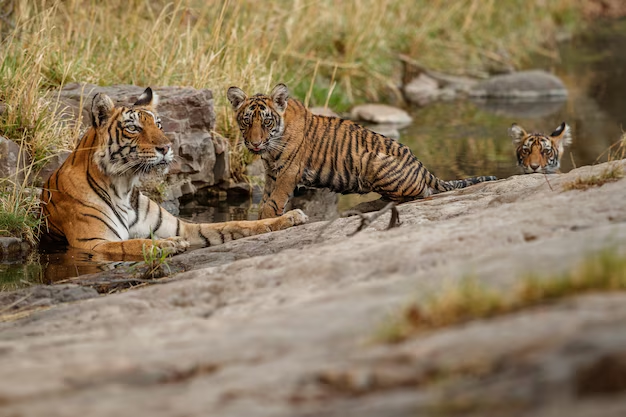 Uttarakhand Tour Packages