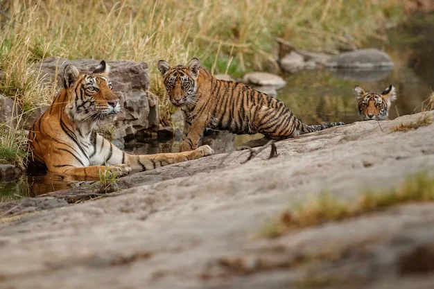 Uttarakhand Wildlife Tour Package