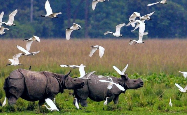Peaceful Kaziranga North East Package