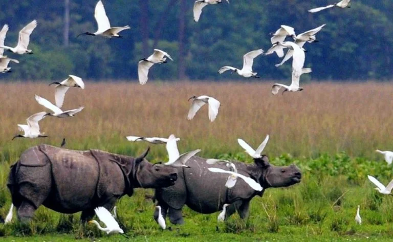 Peaceful Kaziranga North East Package