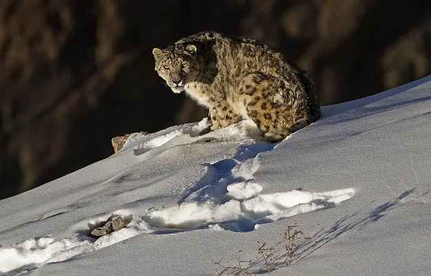 Snow Leopard Trek